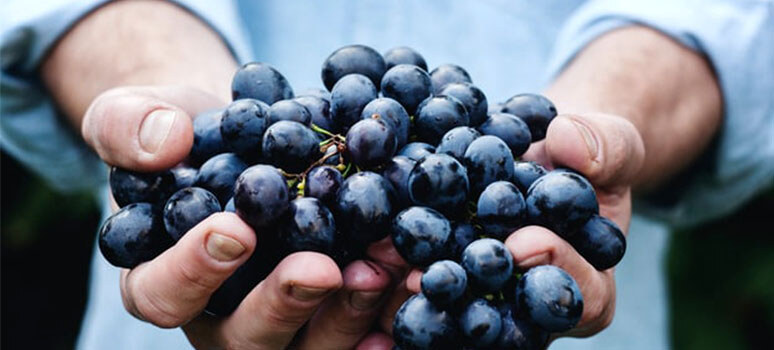 salon des Vignerons Indépendants de Lyon